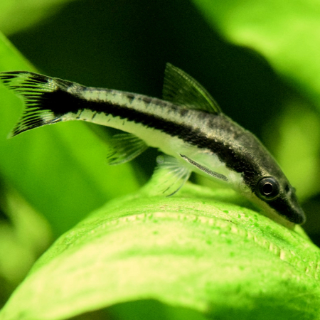 Otosek - Otocinclus affinis